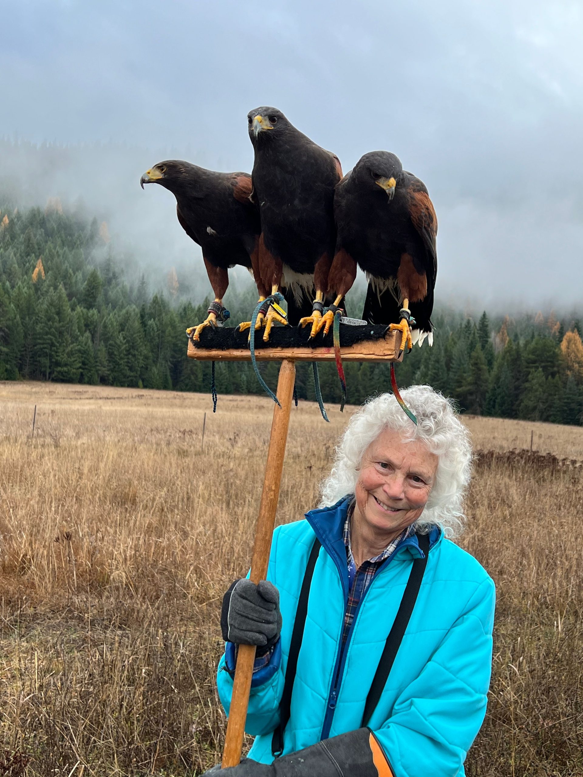 All three hawks on a T-perch when out hunting at our friend’s place.